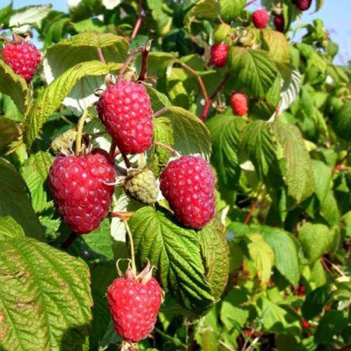 Raspberry rubus Polka Canes Bush Autumn Fruiting Bareroot | ScotPlants Direct